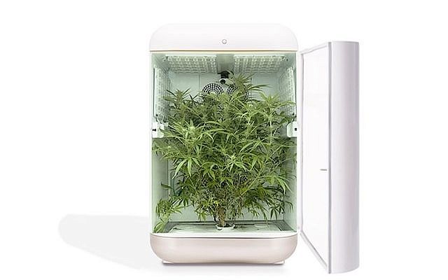 Illustration d'une technologie de culture du cannabis par Seedo. (Crédit : Seedo)