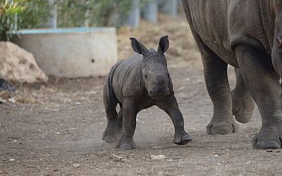 Un petit rhinocéros blanc du sud né au safari de Ramat Gan, le 16 septembre 2018 (Crédit :  Elad Hershkowitz/Ramat Gan Safari)