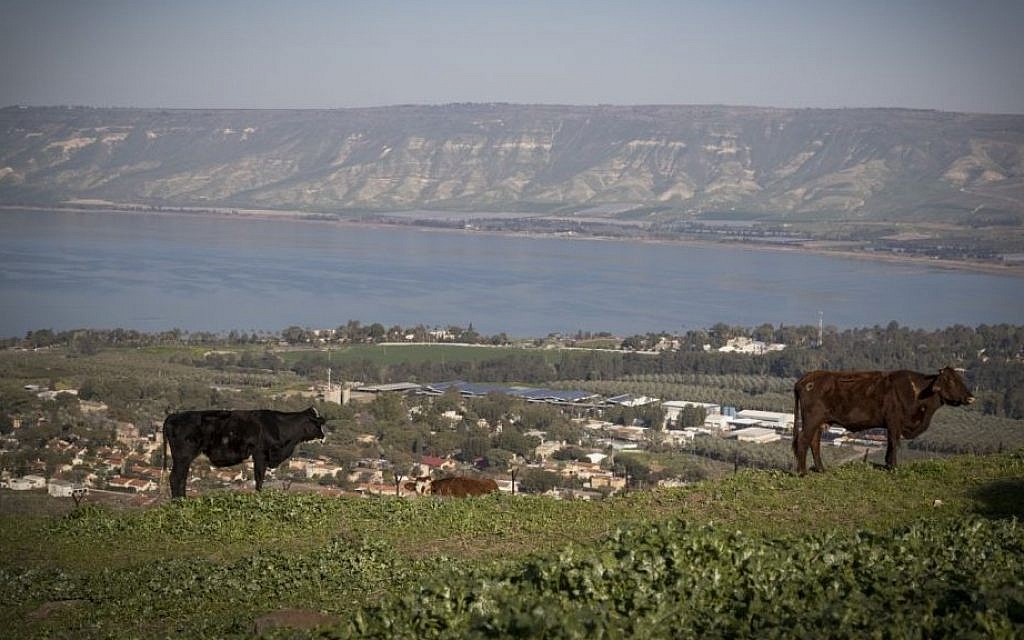 Des vaches dans un champ surplombant le lac de Tibériade, dans le nord d'Israël, le 18 février 2017 (Crédit : Nati Shohat/Flash90)
