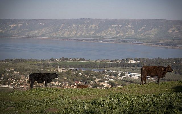 Des vaches dans un champ surplombant le lac de Tibériade, dans le nord d'Israël, le 18 février 2017 (Crédit : Nati Shohat/Flash90) Des vaches dans un champ surplombant le lac de Tibériade, dans le nord d'Israël, le 18 février 2017 (Crédit : Nati Shohat/Flash90)