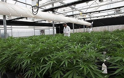 Une des serres de Breath de Life Pharma près de Beit Shemesh, où les producteurs attendent l'adoption d'une loi qui leur permettrait d'exporter du cannabis médical. (Autorisation) Une des serres de Breath de Life Pharma près de Beit Shemesh, où les producteurs attendent l'adoption d'une loi qui leur permettrait d'exporter du cannabis médical. (Autorisation)