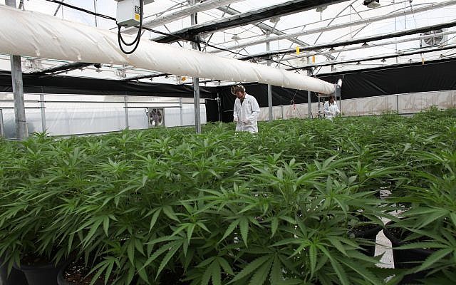 Une des serres de Breath de Life Pharma près de Beit Shemesh, où les producteurs attendent l'adoption d'une loi qui leur permettrait d'exporter du cannabis médical. (Autorisation) Une des serres de Breath de Life Pharma près de Beit Shemesh, où les producteurs attendent l'adoption d'une loi qui leur permettrait d'exporter du cannabis médical. (Autorisation)