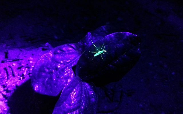 Un moustique libéré par Senecio Robotics et marqué par une poudre fluorescente identifié dans la nature (Autorisation)
