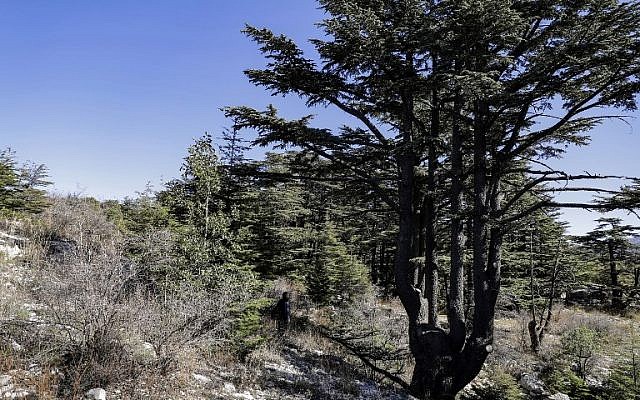 La forêt de cèdres du Liban de Tannourine , réserve naturelle dans les montagnes au nord-est de la capitale de Beyrouth, le 30 octobre 2018 (Crédit :JOSEPH EID / AFP)