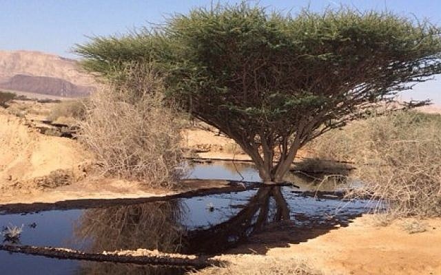 Un déversement de pétrole dans la réserve naturelle d'Arava, dans le sud d'Israël, en 2014. (Crédit : Autorité de la Nature et des Parcs)