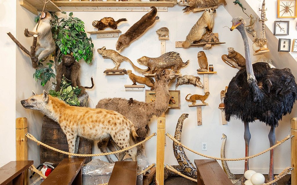 Les 1 100 espèces mentionnées dans la Bible et le Talmud se trouvent au musée Torah Animal World de New York. (Micah B. Rubin / Times of Israel)