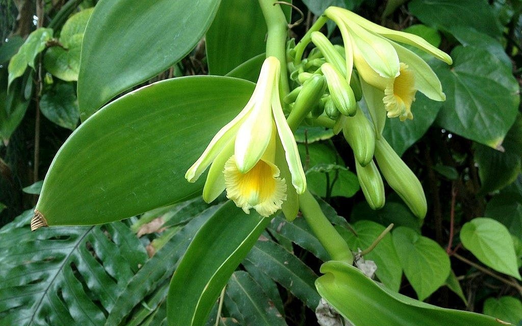 Une Vanilla planifolia en fleurs dans les serres du Southern College de Floride (Crédit : Malcolm Manners, CC-BY, via Wikipedia)