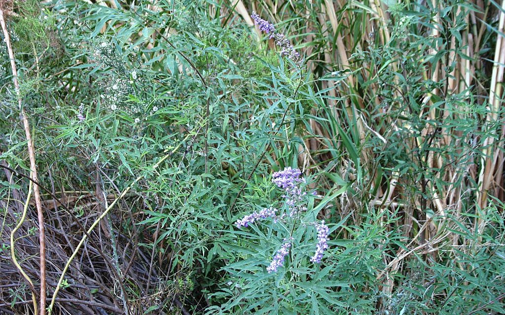 Des plants de chanvre à la source Ein Fawwar, dans le désert de Judée (Crédit : Shmuel Bar-Am)