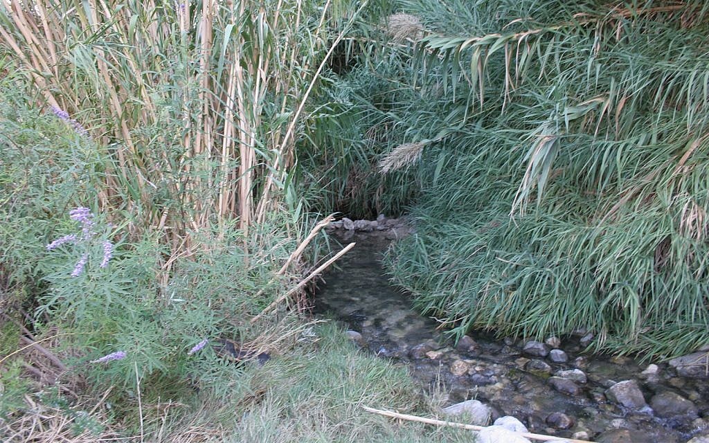 Les feuillages entourant la source d'Ein Fawwar, dans le désert (Crédit : Shmuel Bar-Am)
