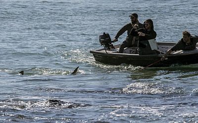 Des Israéliens photographient des requins en mer Méditerranée, au large de Hadera, au nord de Tel Aviv, le 23 janvier 2017. (Crédit : Jack Guez/AFP)