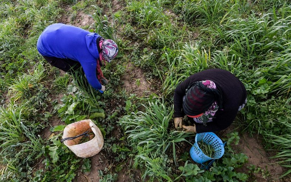 Des Tunisiennes travaillent dans un champ de pois, dans la province de Jendouba, le 20 décembre 2019. (Crédit : FETHI BELAID / AFP)