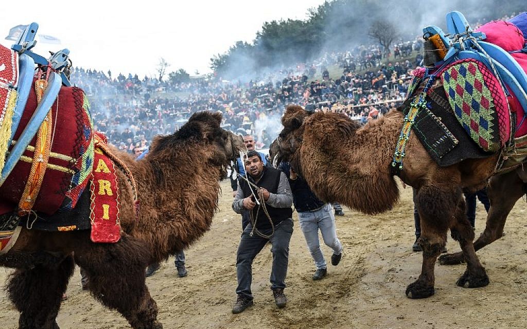 Deux Trucs tentent de faire se battre deux chameaux dans l'arène de Selçuk, le 20 janvier 2019. (Crédit ; BULENT KILIC / AFP)