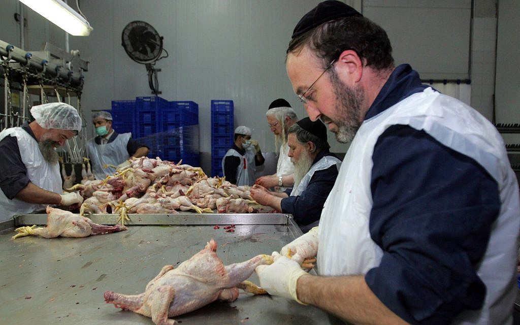 A titre d'illustration : Des rabbins juifs orthodoxes nettoient des poulets abattus dans une usine de poulets de Jérusalem, le 20 mars 2006, à Jérusalem, Israël. (Paula Bronstein/Getty Images) A titre d'illustration : Des rabbins juifs orthodoxes nettoient des poulets abattus dans une usine de poulets de Jérusalem, le 20 mars 2006, à Jérusalem, Israël. (Paula Bronstein/Getty Images)