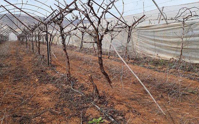 Près de 200 pieds de vignes arrachés dans l'implantation de Tomer, en Cisjordanie, le 20 janvier 2019. (Crédit : Twitter)