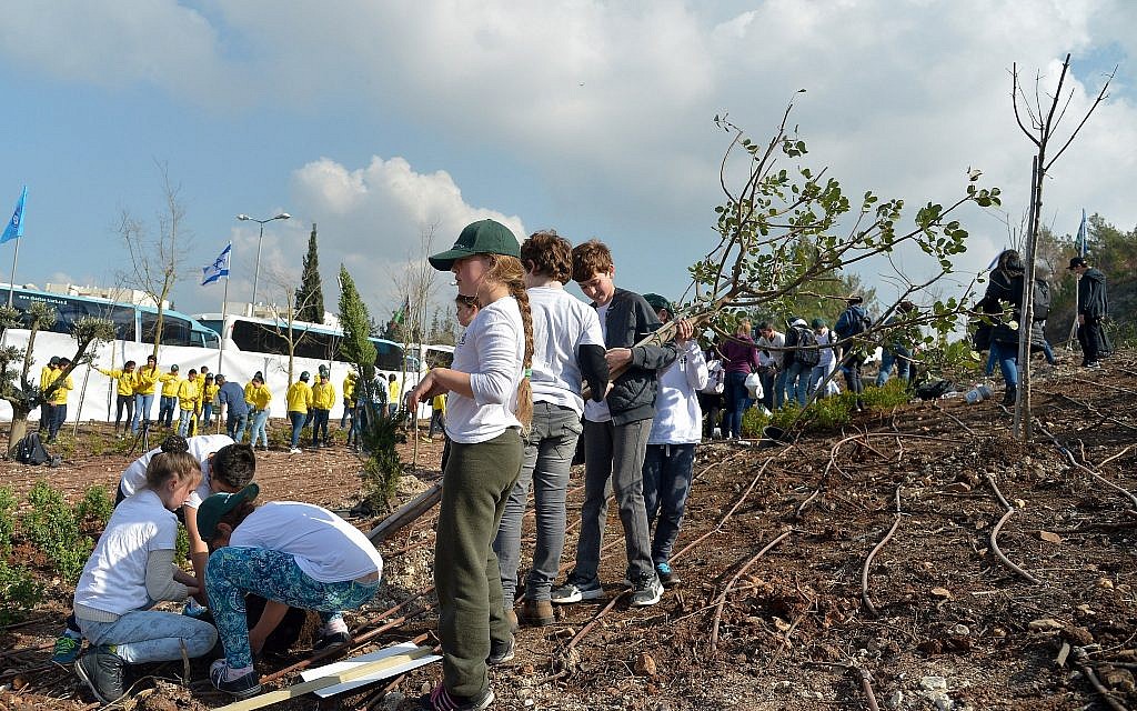 Des enfants israéliens plantent des arbres pour la fête juive de Tou Bichvat, à Haïfa, le 9 février 2017, dans une forêt du KKL-JNF. (Yossi Zeliger/Flash90)