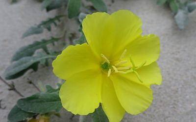L'oenothera drummondii, ou Onagre bisannuelle, sur une plage de Hong Kong. (Crédit : Wikipedia/Geographer/CC BY-SA)