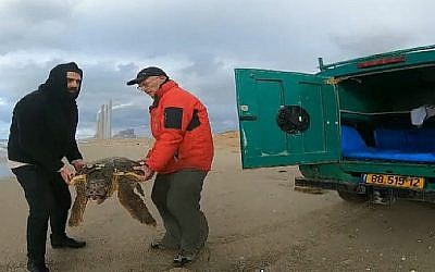 Capture d'écran du sauvetage d'une tortue de mer sur la côte israélienne, au mois de janvier 2019 (Capture d'écran : Hadashot news) Capture d'écran du sauvetage d'une tortue de mer sur la côte israélienne, au mois de janvier 2019 (Capture d'écran : Hadashot news)