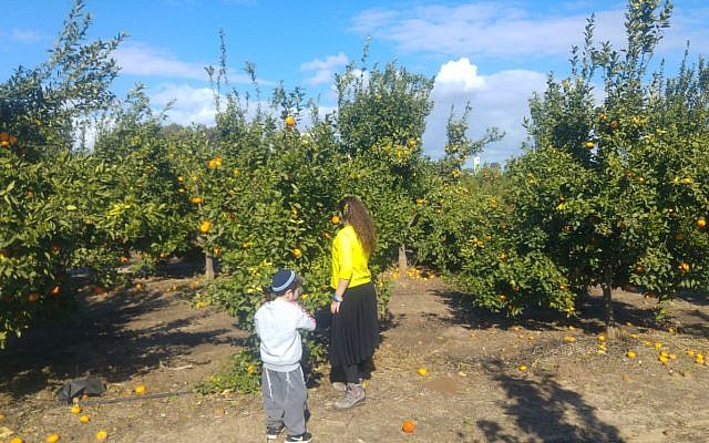 Des olim français fêtent Tou bichvat avec Hashomer Hachadash; (Crédit ; Hashomer Hachadash) Des olim français fêtent Tou bichvat avec Hashomer Hachadash; (Crédit ; Hashomer Hachadash)