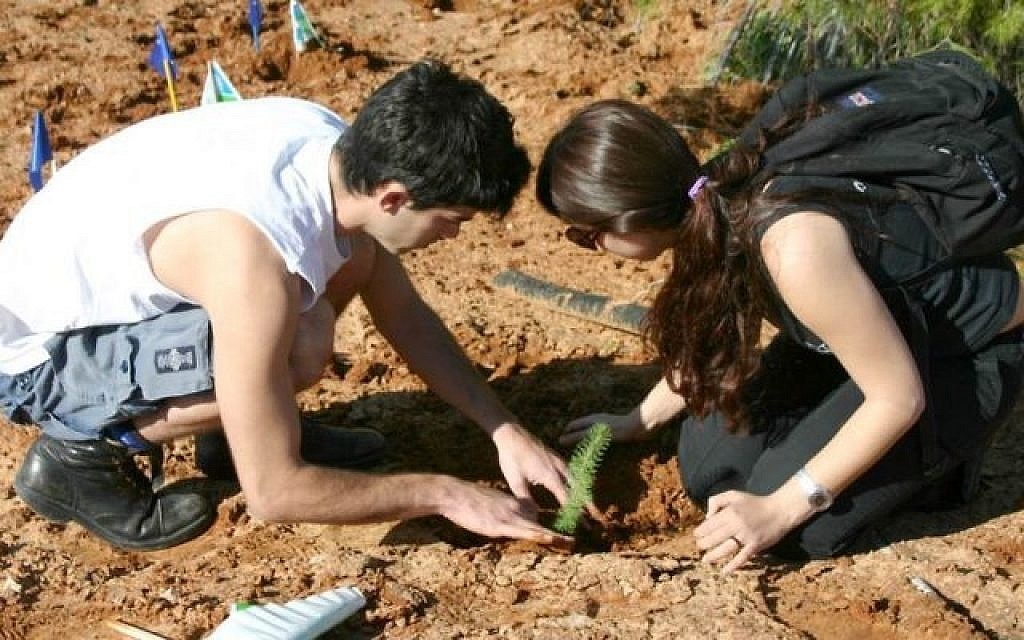 Des bénévoles plantent des arbres dans la forêt du Lehi au kibboutz Mishmar Ayalon. (Shmuel Bar-Am)