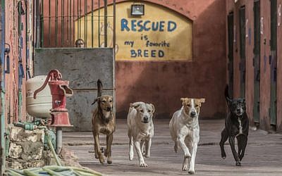 Des chiens errants au "Refuge de l'espoir", une association privée qui recueille et soigne des chiens des rues, à Abusir, au 20 km du Caire, le 12 décembre 2018. (Crédit : Khaled DESOUKI / AFP)