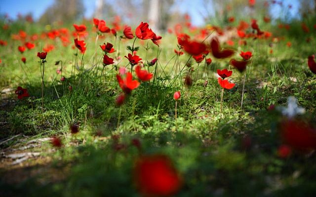 Un champ d'anémones en fleurs dans la forêt de Shokeda, dans le sud d'Israël, le 30 janvier 2019 (Crédit : (Dudi Modan/Flash90) Un champ d'anémones en fleurs dans la forêt de Shokeda, dans le sud d'Israël, le 30 janvier 2019 (Crédit : (Dudi Modan/Flash90)