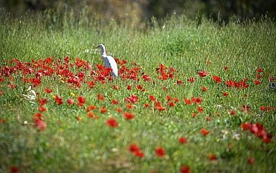 Un champ d'anémones en fleurs dans la forêt de Shokeda, dans le sud d'Israël, le 30 janvier 2019 (Crédit :  (Dudi Modan/Flash90)