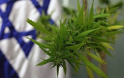 Plant de cannabis.(Kobi Gideon/Flash90)