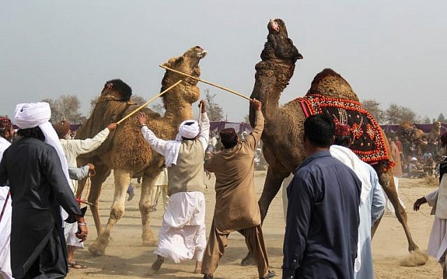 (FILES) Des propriétaires de chameaux séparent leurs animaux à l'aide de bâtons pendant un combat traditionnel lors d'un festival annuel à Rajin Shah, dans le district de Layyah, le 10 février 2019 (Crédit : SS MIRZA / AFP) (FILES) Des propriétaires de chameaux séparent leurs animaux à l'aide de bâtons pendant un combat traditionnel lors d'un festival annuel à Rajin Shah, dans le district de Layyah, le 10 février 2019 (Crédit : SS MIRZA / AFP)