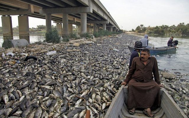 Des pêcheurs irakiens entourés de carpes mortes, le 2 novembre 2018. (Crédit : Haidar HAMDANI / AFP) Des pêcheurs irakiens entourés de carpes mortes, le 2 novembre 2018. (Crédit : Haidar HAMDANI / AFP)