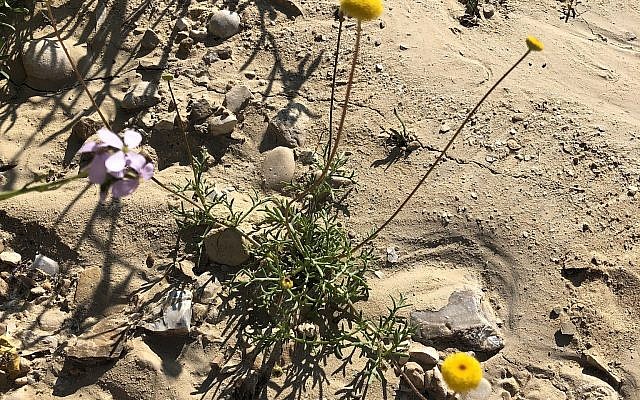 Aaronso Aaronhnhnar, nommée n'après le botaniste et agronome Aaron Aaronsohn,, connu pour avoir découvert l’un des ancêtres sauvages du blé épeautre, en 1906, (Crédit : Sue Surkes / Times of Israel)