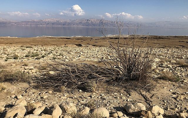 Les restes d'un arbuste desséché derrière la mer Morte, près d'Ein Gedi, le 22 février 2019. (Crédit : Sue Surkes / Times of Israel)