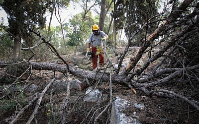 Photo d'illustration : Le KKL/JNF avec des bénévoles de  la République tchèque ont travaillé à replanter et à faire revivre la forêt Masrik dans le nord d'Israël, marquant le 100ème anniversaire de la Tchécoslovaquie, le 25 octobre 2018 (Crédit :  Anat Hermony/Flash90)