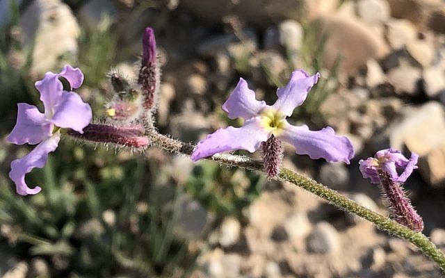 Erucaria hispanica, ou moutarde rose espagnole, fleurit dans toute sa splendeur au bord de la mer Morte, le 22 février 2019. (Crédit : Sue Surkes / Times of Israel)
