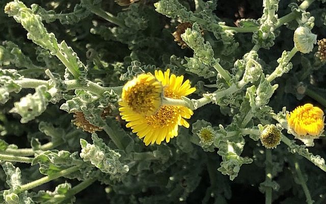 Pulicaria incisa, plus communément appelée fleabane, fait partie de la famille des marguerites. Ses pétales sont des plateformes d'atterrissage pour insectes et le cercle à l'intérieur est composé de nombreuses petites fleurs tubulaires individuelles, chacune attendant d'être pollinisée. Les graines de la plante peuvent rester en dormance jusqu'à l'année suivante où il pleut suffisamment. (Crédit : Sue Surkes / Times of Israel)