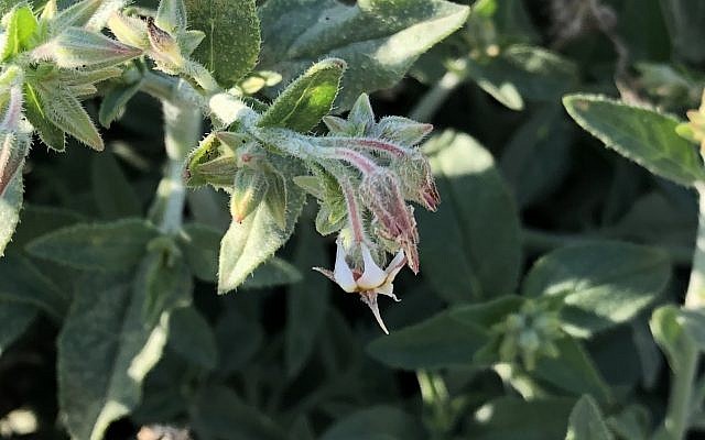 Trichodesma africana, un membre du désert de la famille des bourraches, est couvert de soies. Cherchez attentivement les belles fleurs - les centres sombres guident les insectes pollinisateurs vers le nectar et le pollen.