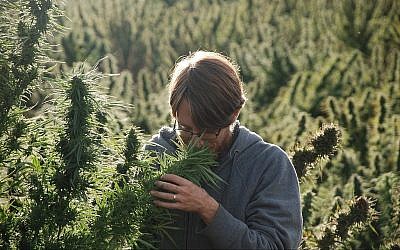 Ziv Genesove sent une plante de cannabis dans les montagnes du Rif. (Autorisation)