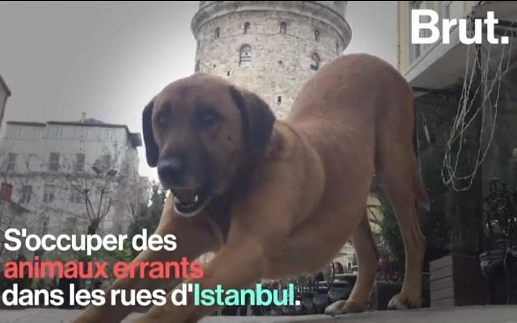 La municipalité d'Istanbul au chevet des animaux de rue. (Crédit : Brut via YouTube) La municipalité d'Istanbul au chevet des animaux de rue. (Crédit : Brut via YouTube)