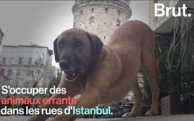 La municipalité d'Istanbul au chevet des animaux de rue. (Crédit : Brut via YouTube)
