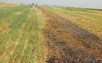 Un champ de blé de la région d'Eshkol du sud d'Israël qui a été ravagé par un incendie causé par un ballon incendiaire lancé depuis la bande de Gaza le 28 mars 2019. 
(Conseil régional d'Eshkol)