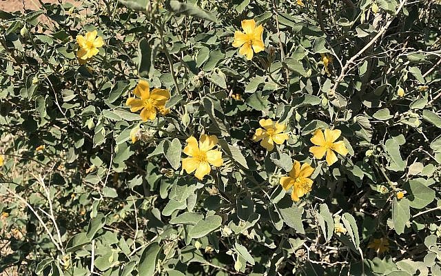 L'Abutilon fruticosum est une plante vivace herbacée à feuilles persistantes de la famille de la mauve, également connue sous le nom d'érable à fleurs. Chaque fleur s'ouvre l'après-midi et se fane le lendemain matin.