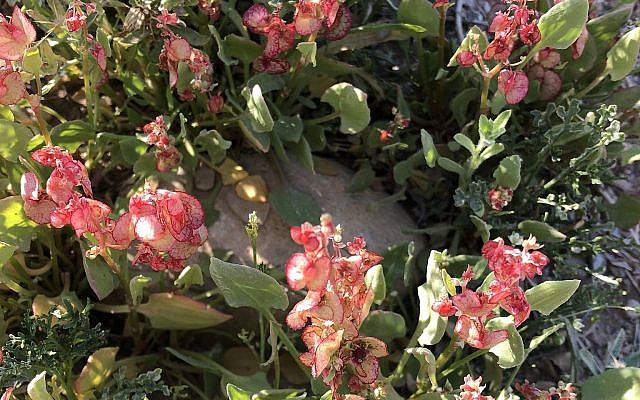 Rumex pictus, une plante comestible mais en très petites quantités. Elle contient un produit chimique, apparemment développé pour dissuader les herbivores, ce qui lui confère un goût acidulé mais qui, lorsqu'il est consommé en grande quantité, peut endommager le foie et les vaisseaux sanguins.