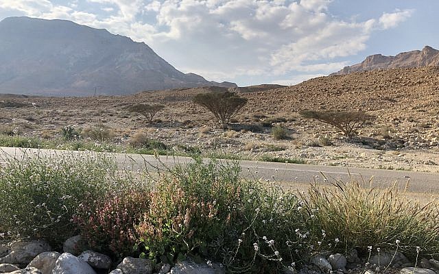Vue générale des plantes en bordure de route avec la mer Morte en arrière-plan, Ein Gedi, 22 février 2019. (Crédit : Sue Surkes / Times of Israel)