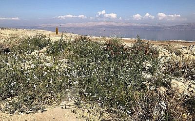 Des plantes en fleurs le long de la route 90, près du kibboutz d'Ein Gedi, le 22 février 2019. (Sue Surkes / The Times of Israël)