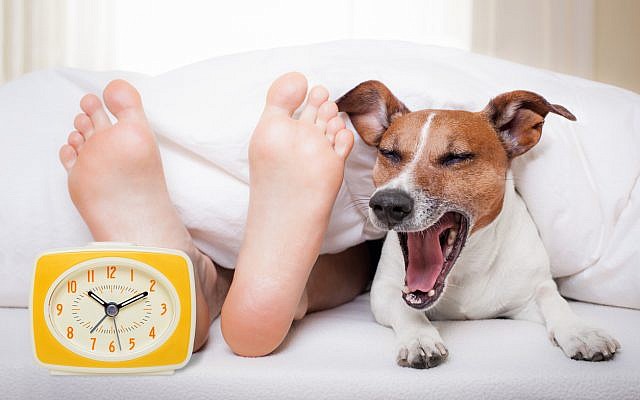 Un chien se réveille aux pieds de son propriétaire (Crédit : iStock by Getty Images)