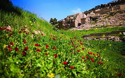 Les fleurs printanières dans la vallée de Kidron, à Jérusalem. (Crédit : Eliyahu Yanai)
