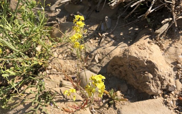 La moutarde blanche, une plante commune dans de nombreuses régions d'Israël. (Crédit : Sue Surkes / Times of Israel)