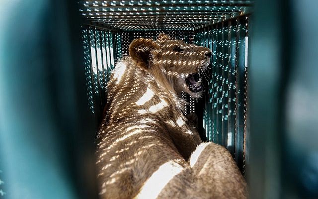 Une lionne placée sous sédatifs dans une cage avant son transfert du zoo de Rafah, à Gaza, vers la Jordanie, le 7 avril 2019. (Crédit : SAID KHATIB / AFP)