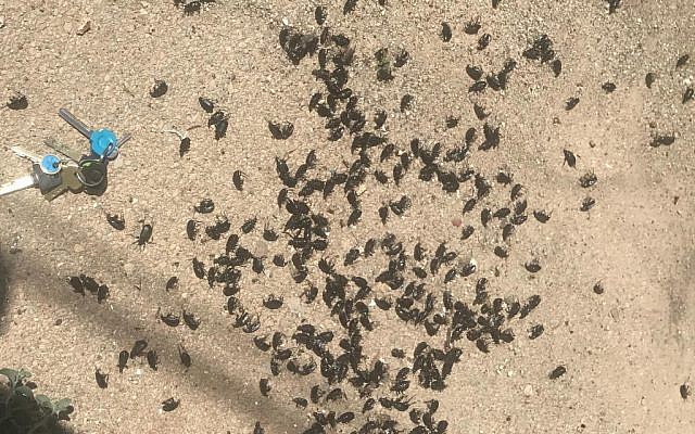Une invasion de blattes en Israël. (Crédit : Kan via Twitter) Une invasion de blattes en Israël. (Crédit : Kan via Twitter)
