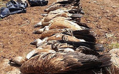 Les carcasses de huit vautours retrouvées sur le plateau du Golan, le 10 mai 2019 (Crédit : Autorité israélienne de la nature et des parcs)
