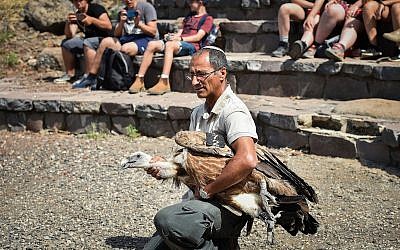 Un vautour tombé malade après avoir été empoisonné est relâché dans la nature à Gamla, sur le plateau du Golan, le 16 mai 2019 (Crédit : Basel Awidat/Flash90)